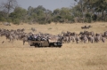 Zebra with jeep in front of camp